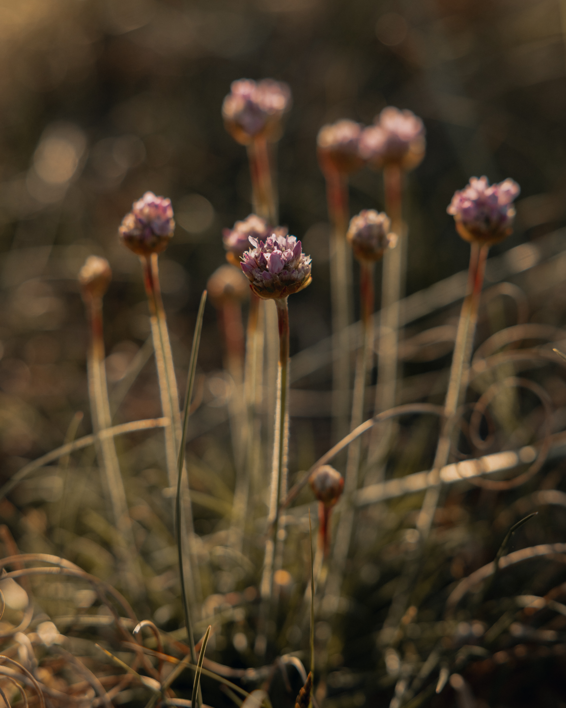 Hvilken indvirkning har økologisk landbrug